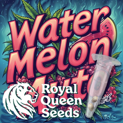 Water Melon Auto (Autoflowering Indica)